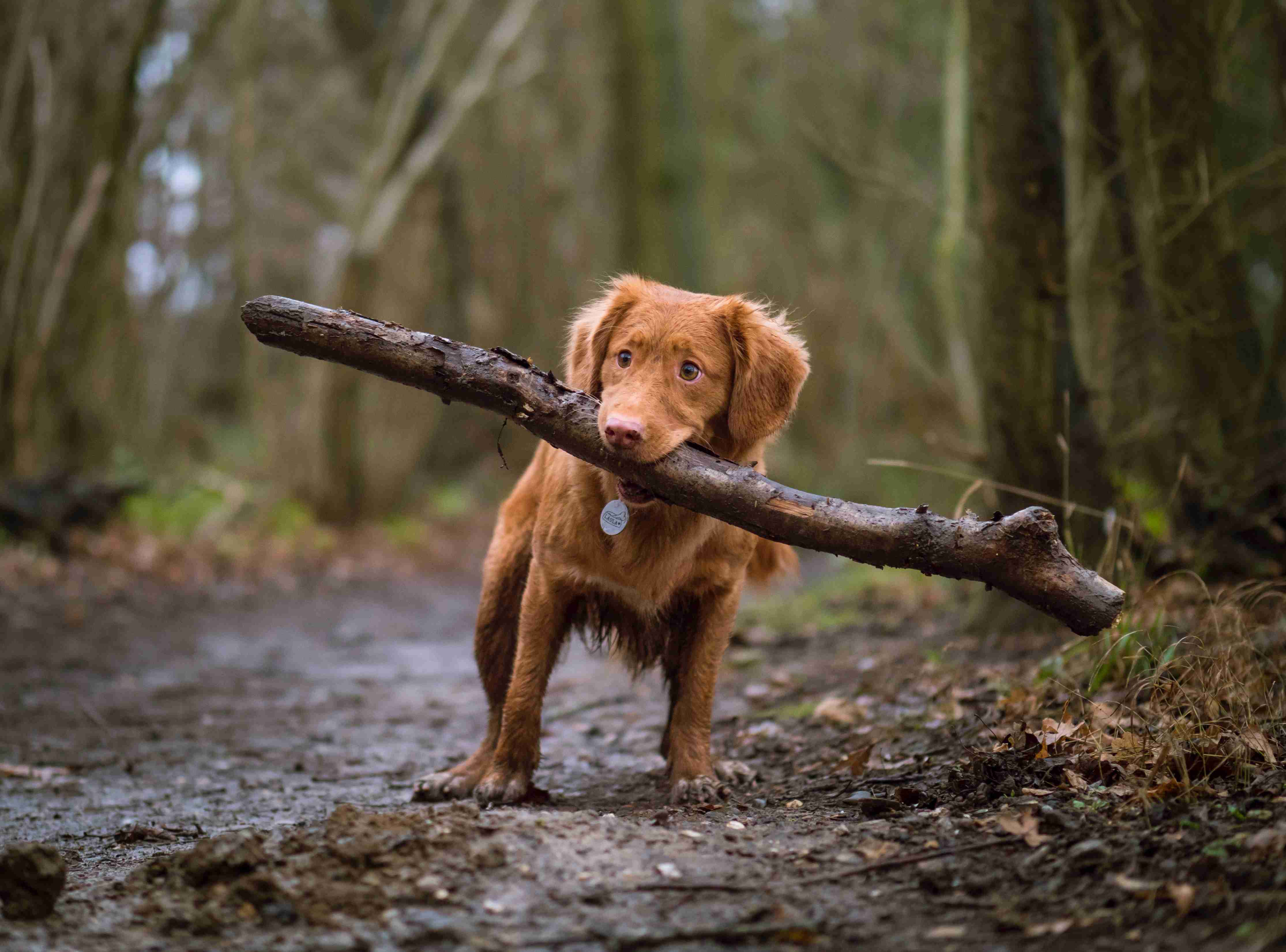 Can Golden Retrievers be trained to be search and rescue dogs?
